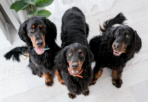 Three setter dogs sitting on floor and looking at camera. Doggy pets indoors at room with daylight home portrait