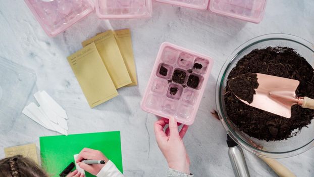 Flat lay. Little girl helping planting seeds in seed propagator with soil.