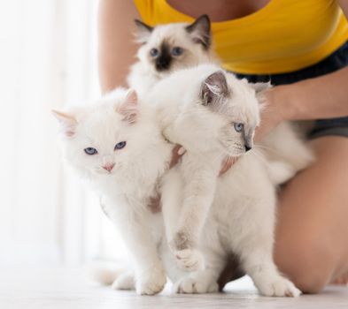 Girl owner holding ragdoll kittens on floor in room with white background. Young woman sitting with domestic purebred kitty pets with beautiful blue eyes