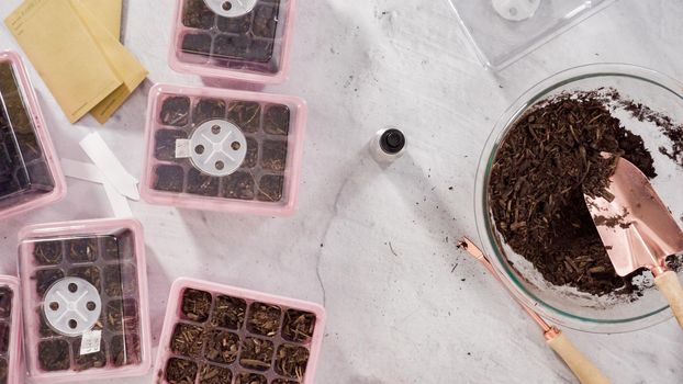 Flat lay. Planting seeds in seed propagator with soil.