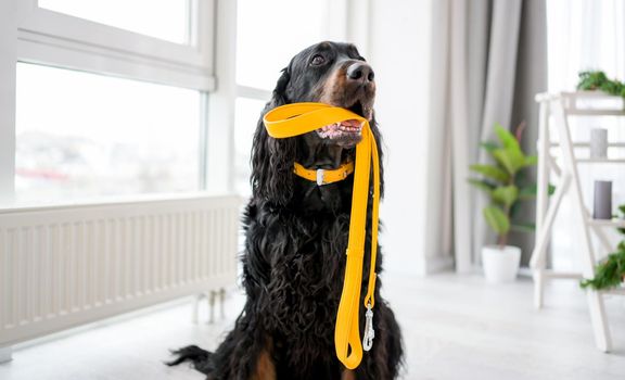 Setter dog holding yellow leash in its mouth at home. Cute doggy pet indoor with daylight
