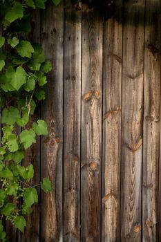 Wood texture natural background with grape leaves and branch of berries. Dark brown scratched wooden cutting boards with green plant