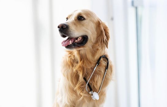 Golden retriever dog wearing medical stethoscope sitting in the room with daylight and posing looking back. Cute pet doggy portrait indoors