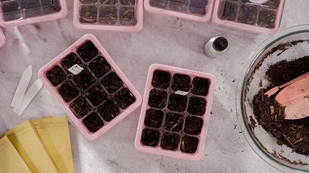 Flat lay. Planting seeds in seed propagator with soil.