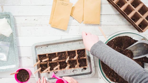 Flat lay. Little girl helping to plant herb seeds into small containers for a homeschool project.