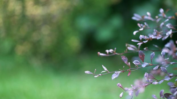 Purple branches of a bush on a background of green foliage. Nature background.