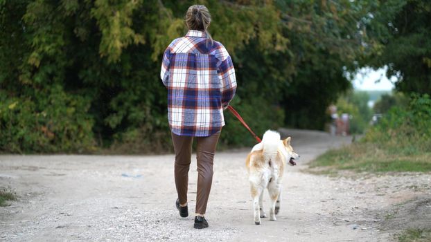 Back view of a woman with an akita inu dog on an evening walk on a country road. The hostess keeps her beloved dog on a leash and enjoys a walk.