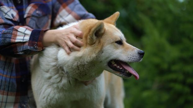 Woman petting akita inu dog closeup outdoors.