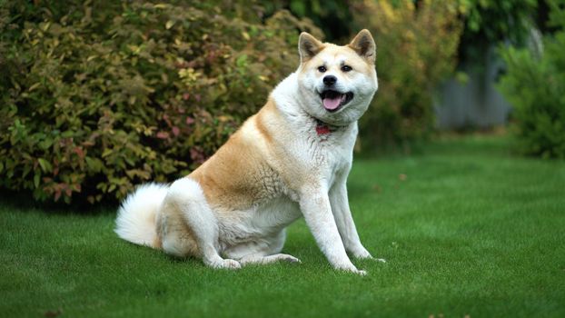 Akita inu sits on a green lawn and twists his head.