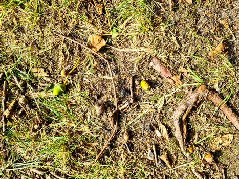 Detailed close up view on a forest ground texture with moss and branches found in a european forest