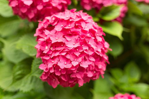 Close Up Light Pink Hortensia Fresh Flowers Blur Background