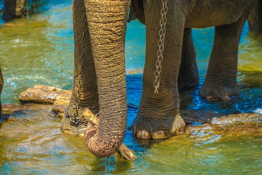 Image of elephants connected to chain (Sri Lanka Pinnawara). Shooting Location: Sri Lanka