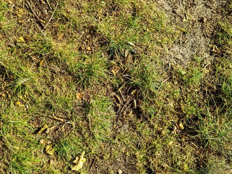 Detailed close up view on a forest ground texture with moss and branches found in a european forest