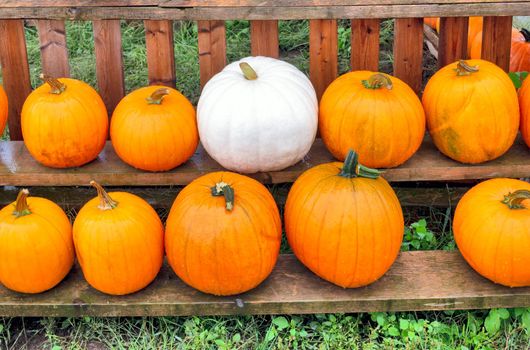 Ripe pumpking laying on wooden shelves, wet under the rain.