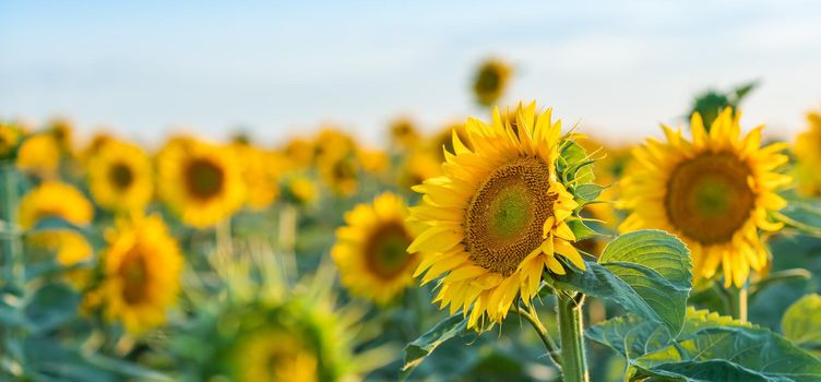 A beautiful field of sunflowers against the sky in the evening light of a summer sunset. Sunbeams through the flower field. Natural background. Copy space