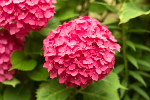 Close Up Light Pink Hortensia Fresh Flowers Blur Background