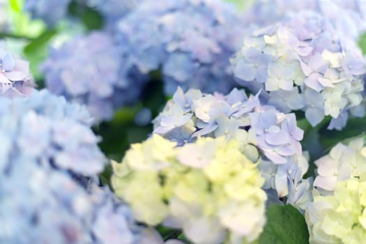 Fresh hortensia light white and blue flowers blur background