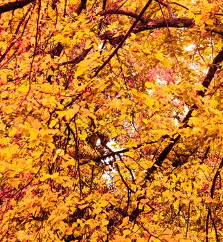 Seasonal travel, retro backdrop and rural environment concept - Beautiful autumn landscape background, vintage nature scene in fall season