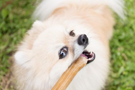 Pomeranian dog chewing a bone on green grass background