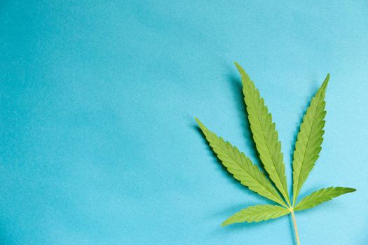 Close up fresh cannabis leaf on a blue background.