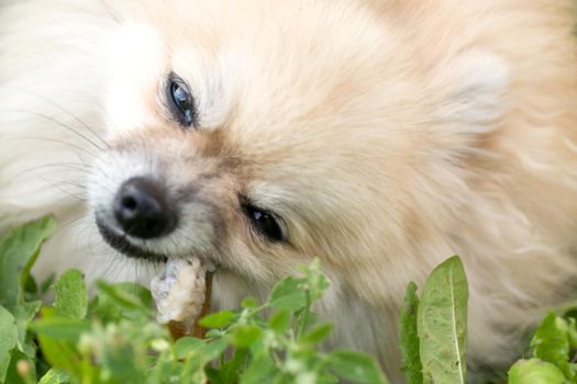 Pomeranian dog chewing a bone on green grass background