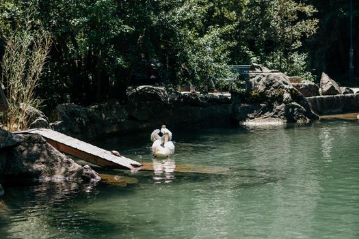 swan on blue lake water in sunny day, swans on pond, nature series