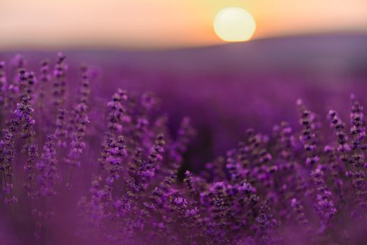 Blooming lavender in a field at sunset in Provence. Fantastic summer mood, floral sunset landscape of meadow lavender flowers. Peaceful bright and relaxing nature scenery