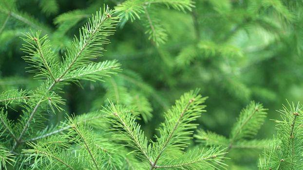 Background of evergreen spruce branches.