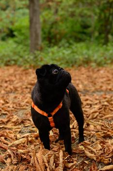 A brooding black pug staying among yellow leaves with a forest on a background. High quality photo