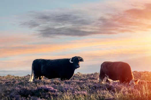 silhouette of a bull and cow in sunset