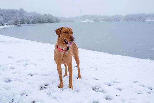 a cheerful funny dog plays on the shore of a lake in the snow on a snowy winter day