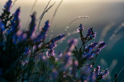 closeup of a flowering heather plant in yorkshire landscape at sunset