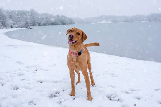 a cheerful funny dog plays on the shore of a lake in the snow on a snowy winter day