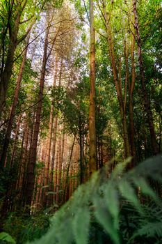tall pine trees in a forest in south Yorkshire