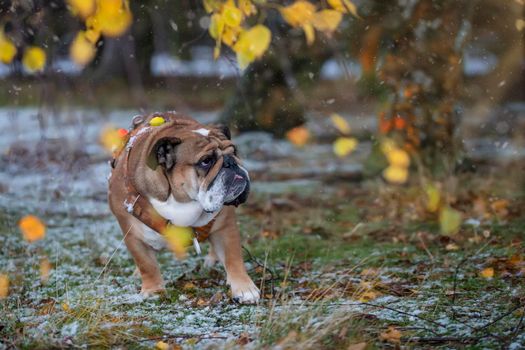 Red English British Bulldog in red harness out for a walk standing on the green grass under a tree on autumn day