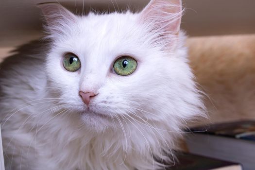 White cat with green eyes close up portrait