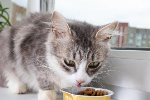 Gray fluffy cat eats food on the windowsill close up