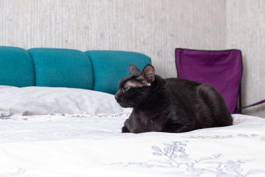 Black cat lying on the bed close up