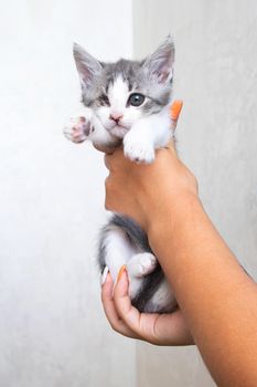 Small gray kitten in his hands on a gray background close up