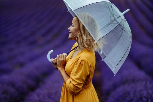 A middle-aged woman in a lavender field walks under an umbrella on a rainy day and enjoys aromatherapy. Aromatherapy concept, lavender oil, photo session in lavender.