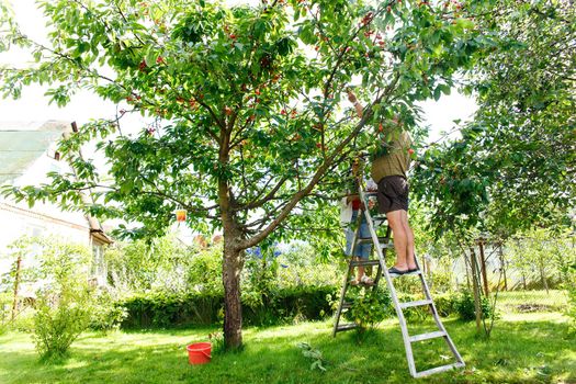 An elderly couple collects cherries in the garden