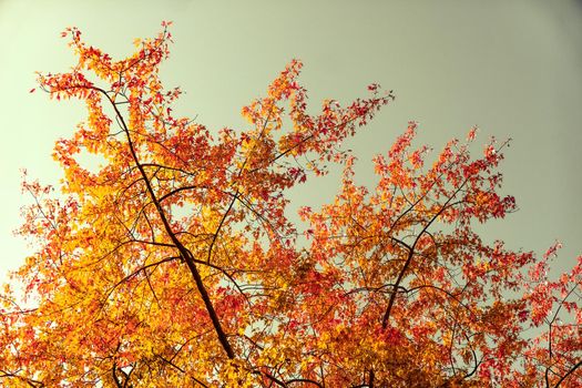 Seasonal travel, retro backdrop and rural environment concept - Beautiful autumn landscape background, vintage nature scene in fall season