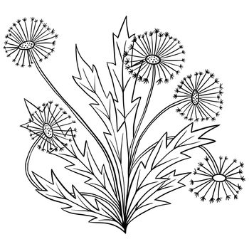 Hand drawn illustration of dandelion flower with leaves, wild meadow garden plant. Minimalist black line sketch drawing, summer botanical design in black line outline style