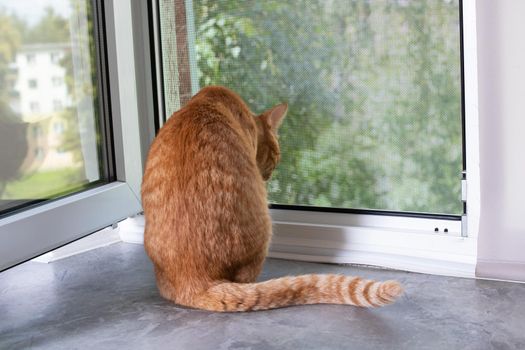 A red cat sits on a windowsill and looks out the window