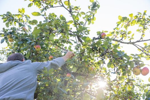 A man's hand holds an apple, ready to pluck under an apple tree into a basket