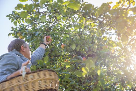 A man's hand holds an apple, ready to pluck under an apple tree into a basket
