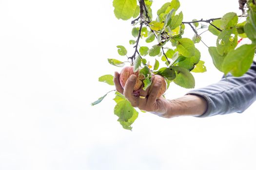 Harvest time. apple tree, farmer is ready to pluck under an apple tree into a basket.Mans hand delicately picking an apple.