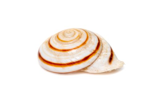 Theba is a taxonomic genus of air-breathing land snails, medium-sized pulmonate gastropod mollusks in the family Helicidae, the true snails. Undersea Animals. Sea Shells.