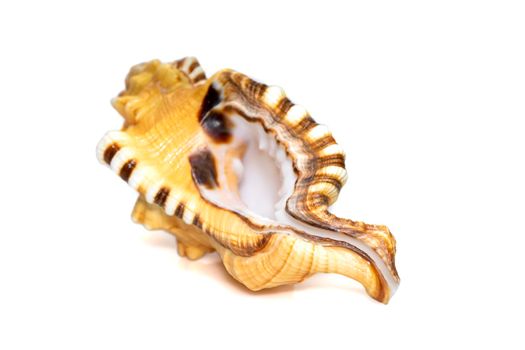 Image of lotoria lotoria sea shells, common name the black-spotted snail or washing bath triton isolated on white background. Sea snail. Undersea Animals. Sea Shells.