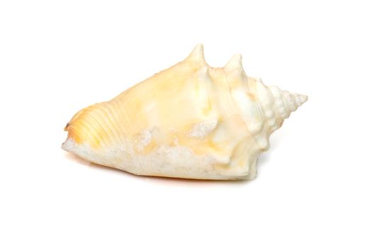 Image of strombus alatus sea shell, the Florida fighting conch, is a species of medium-sized, warm-water sea snail, a marine gastropod mollusk in the family Strombidae, the true conchs isolated on white background. Undersea Animals. Sea Shells.